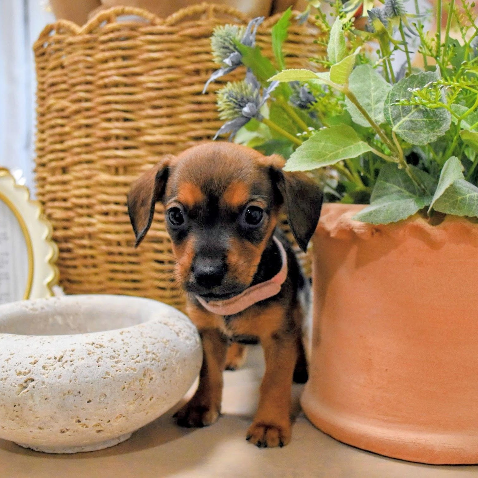 Enlarge Pudding, an adopted mixed breed in Spring hill, TN image 5/5