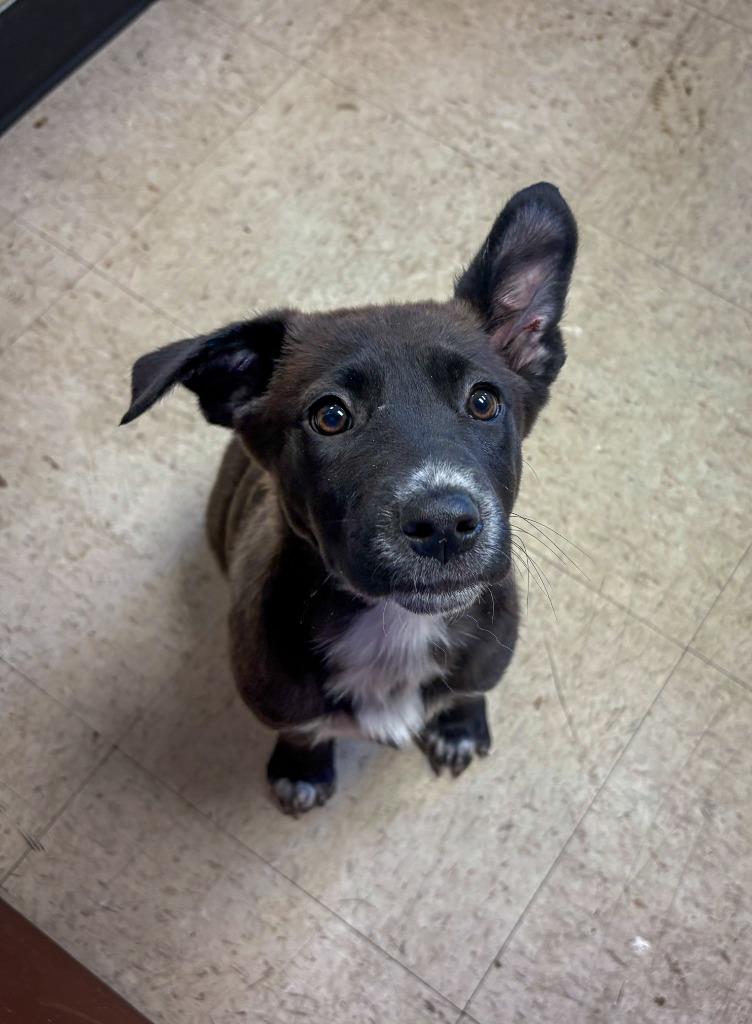 Yam, Adoptable, Puppy Female Mixed Breed.