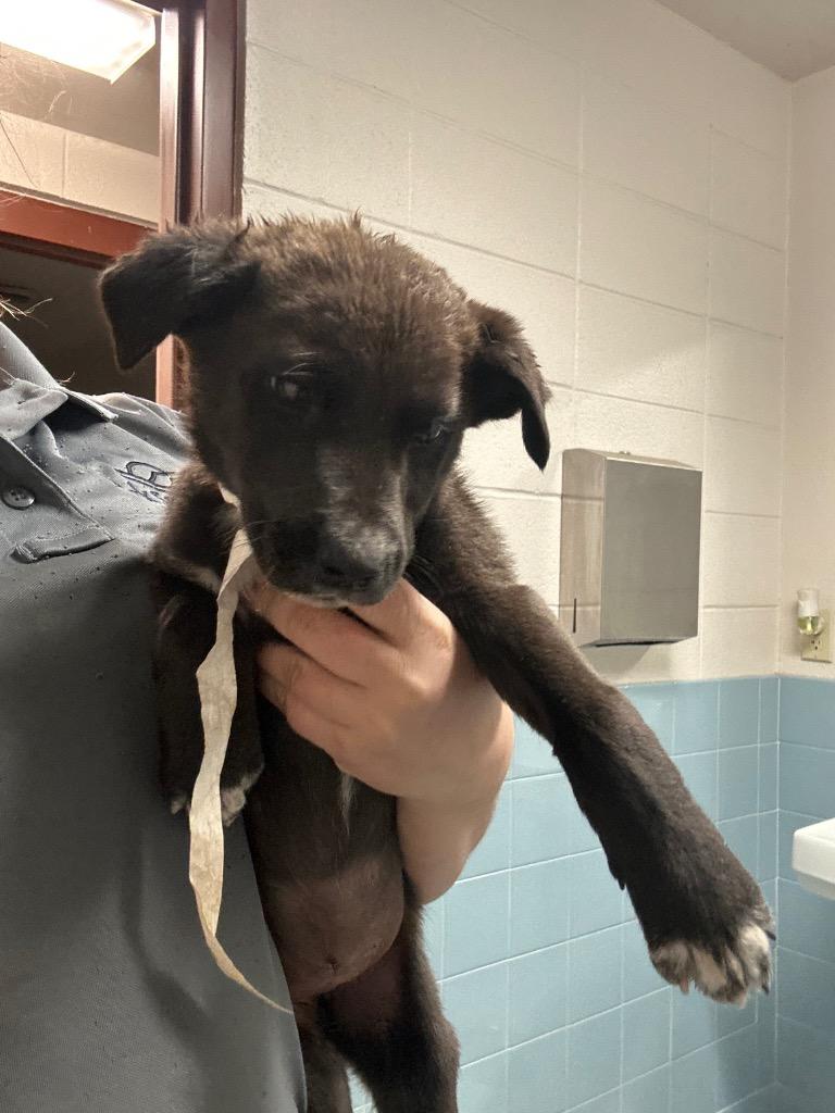 Yam, a Adoptable mixed breed in Rock Springs, WY image 2/3