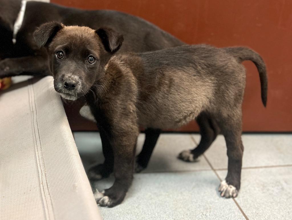 Yam, a Adoptable mixed breed in Rock Springs, WY image 3/3