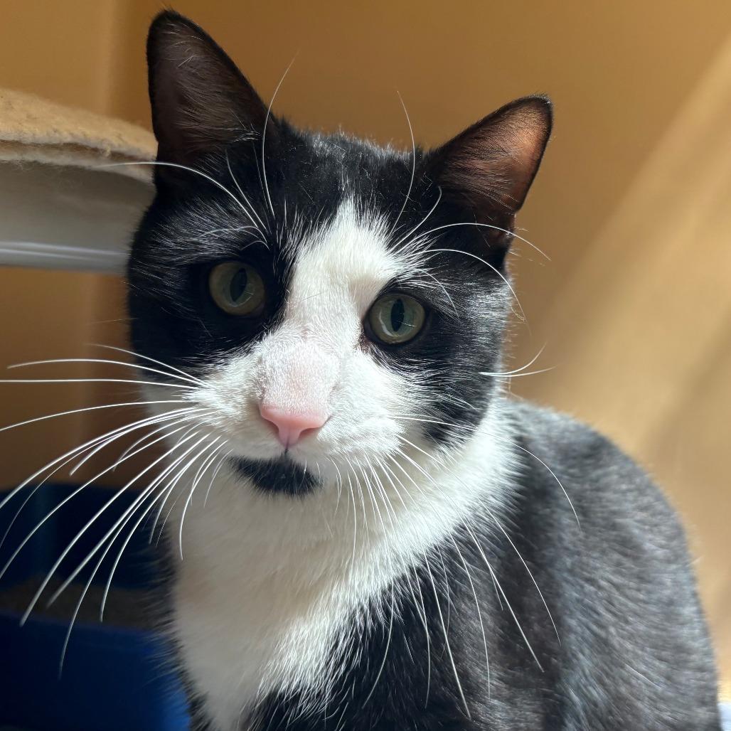 Lex Luther, Adoptable, Adult Male Domestic Short Hair.