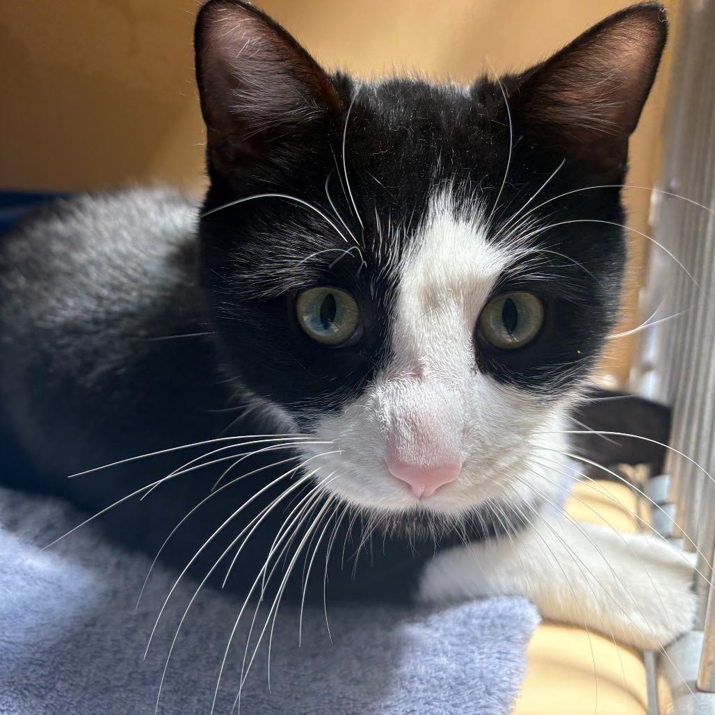 Lex Luther, a Adoptable Domestic Short Hair in East Hanover, NJ image 2/3