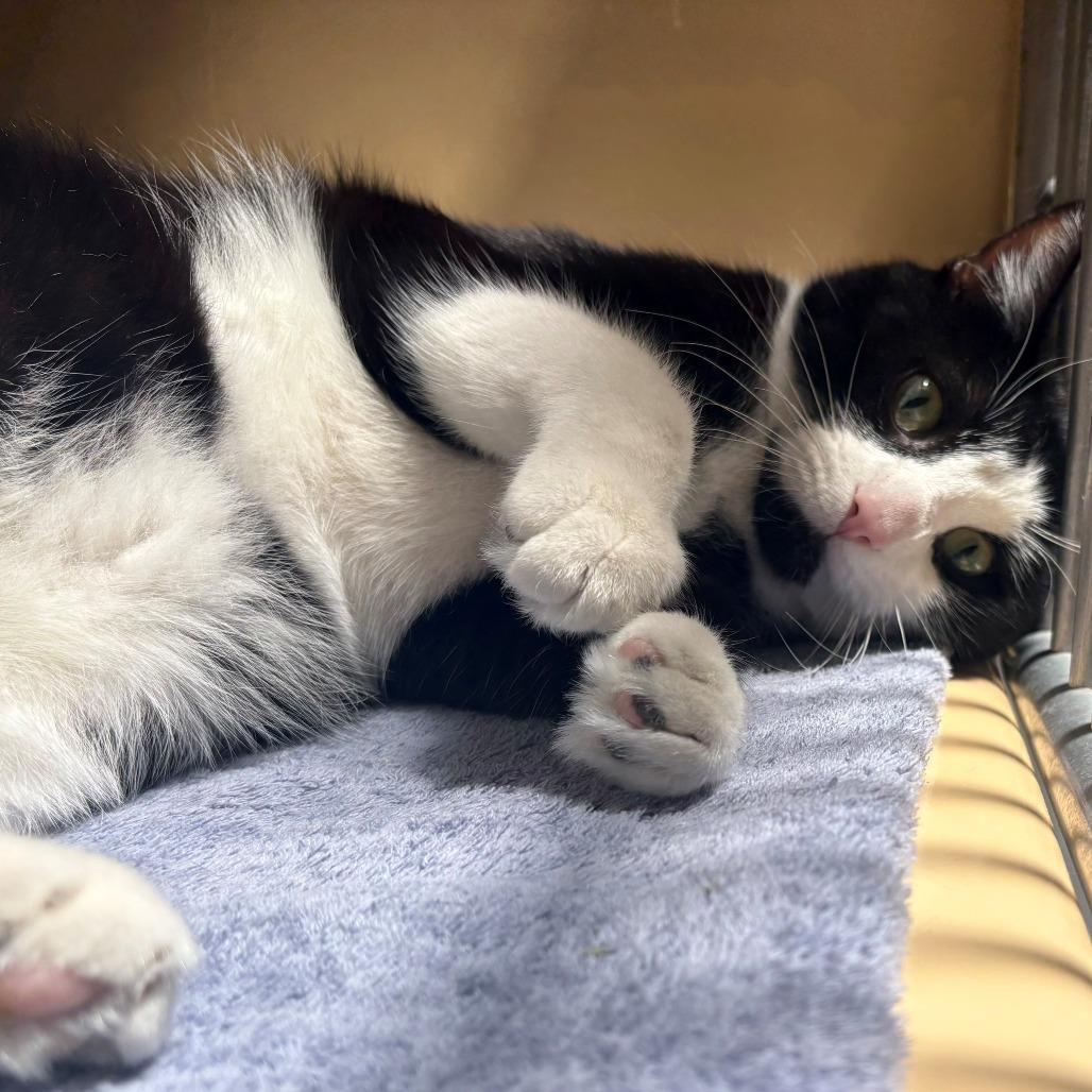Lex Luther, a Adoptable Domestic Short Hair in East Hanover, NJ image 3/3