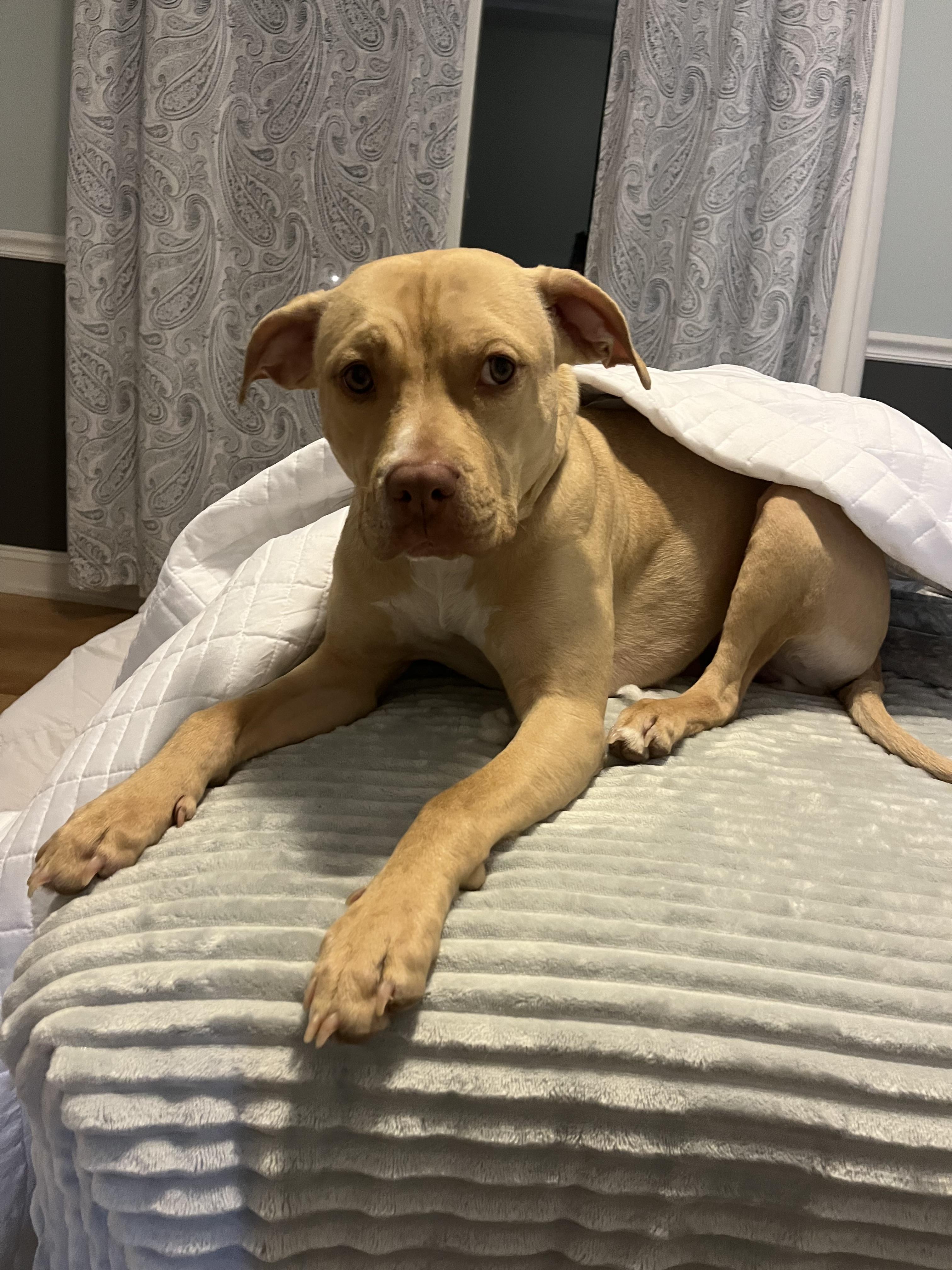 Enlarge Zuzu, a Adoptable mixed breed in Troy, MI image 1/6