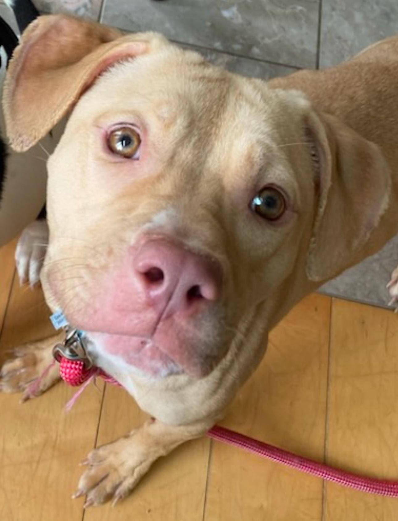 Enlarge Zuzu, a Adoptable mixed breed in Troy, MI image 2/6