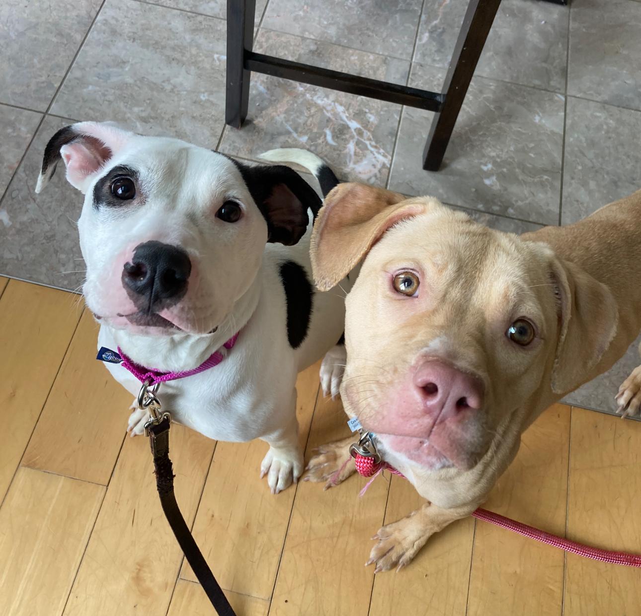 Enlarge Zuzu, a Adoptable mixed breed in Troy, MI image 3/6