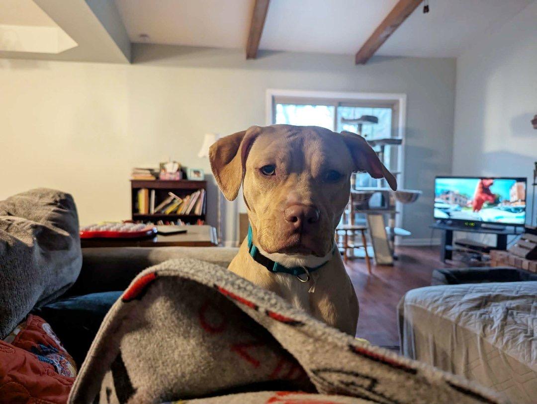 Enlarge Zuzu, a Adoptable mixed breed in Troy, MI image 5/6