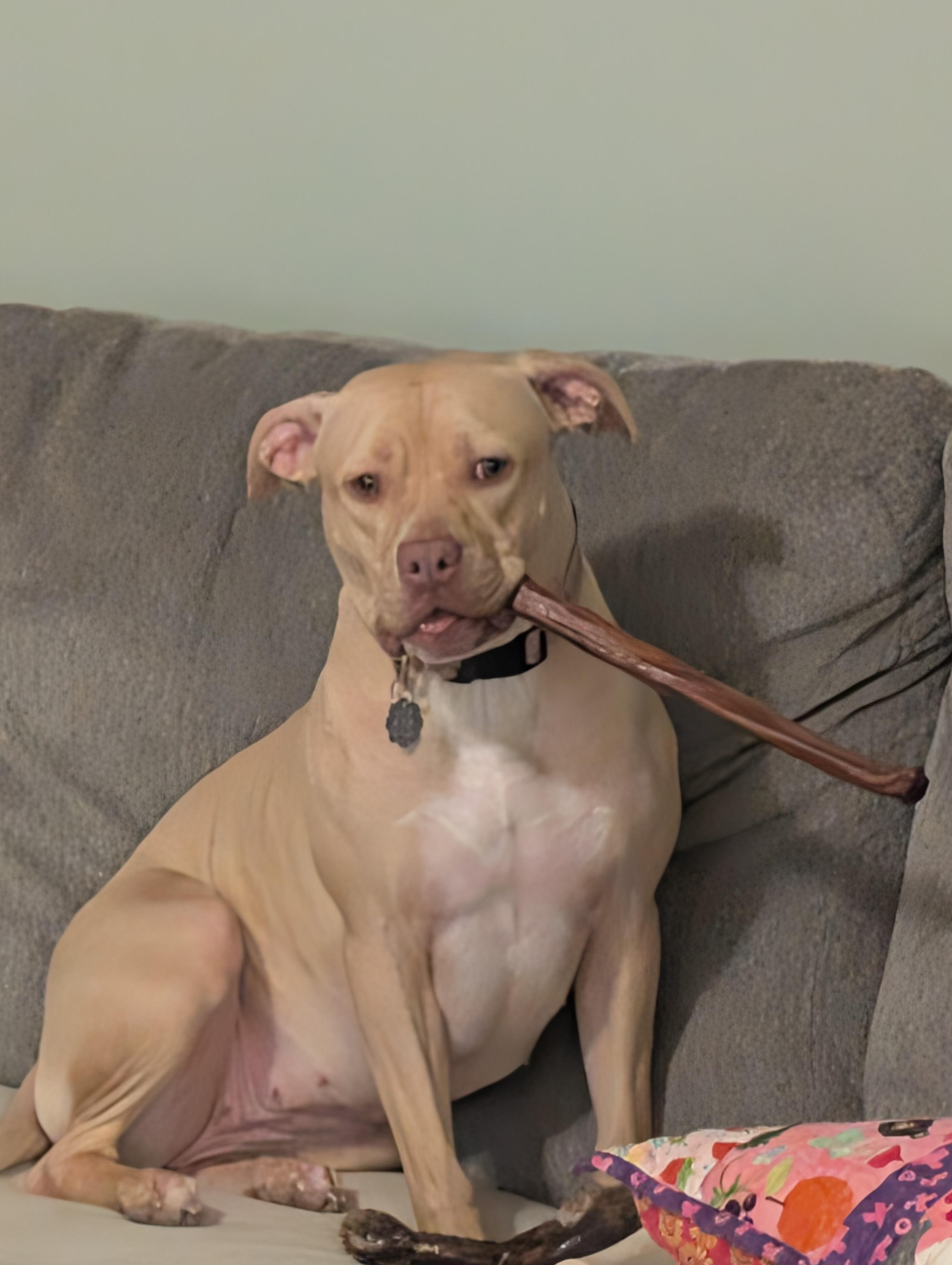 Enlarge Zuzu, a Adoptable mixed breed in Troy, MI image 6/6