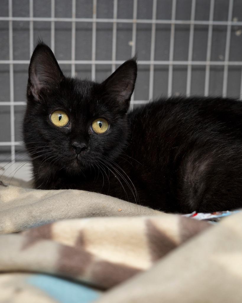 Hiccup, Adoptable, Kitten Female Domestic Short Hair.