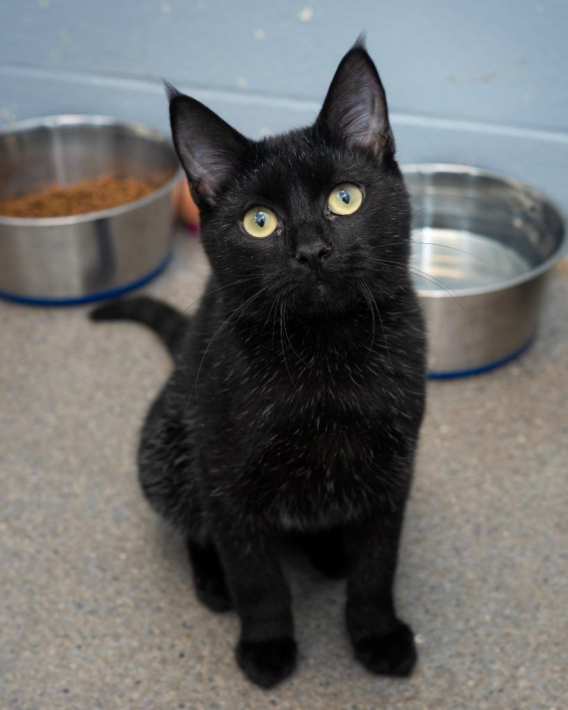 Enlarge Hiccup, a Adoptable mixed breed in Boone, IA image 2/2