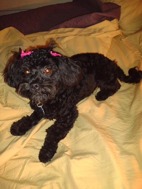 Sadie (TN), Adoptable, Puppy Female Shih Tzu & Shih poo.