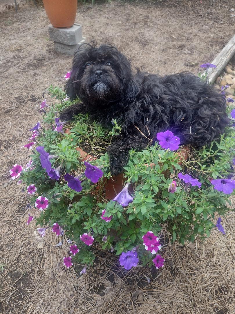 Sadie (TN), Adoptable, Puppy Female Shih Tzu & Shih poo.