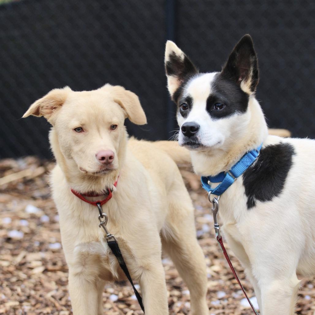 Enlarge Rowdy, a Adoptable mixed breed in Briarcliff Manor, NY image 1/4