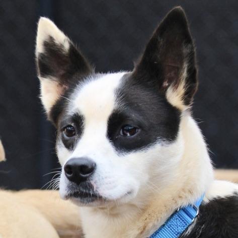 Enlarge Rowdy, a Adoptable mixed breed in Briarcliff Manor, NY image 2/4
