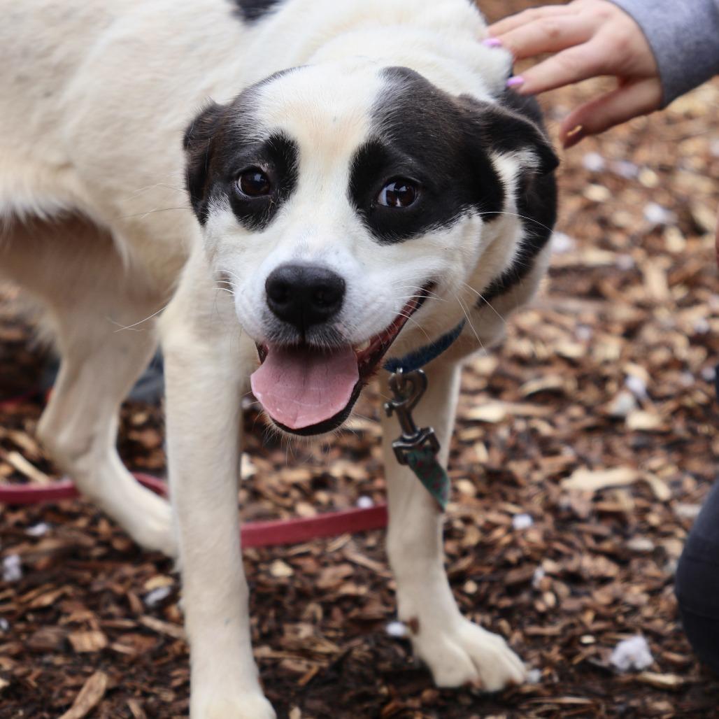Enlarge Rowdy, a Adoptable mixed breed in Briarcliff Manor, NY image 3/4