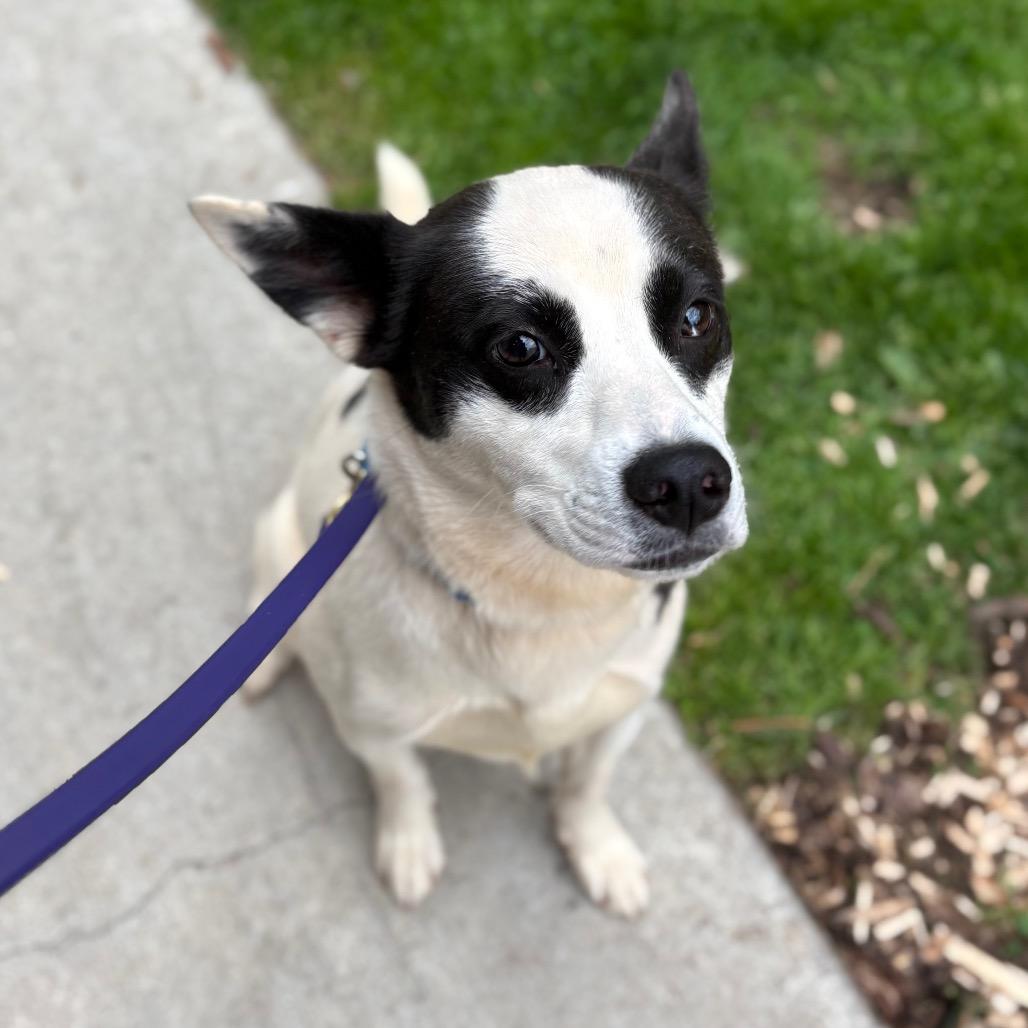 Enlarge Rowdy, a Adoptable mixed breed in Briarcliff Manor, NY image 4/4