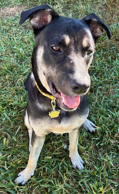 Tobee, adoptable, Adult Male German Shepherd Dog & Labrador Retriever.
