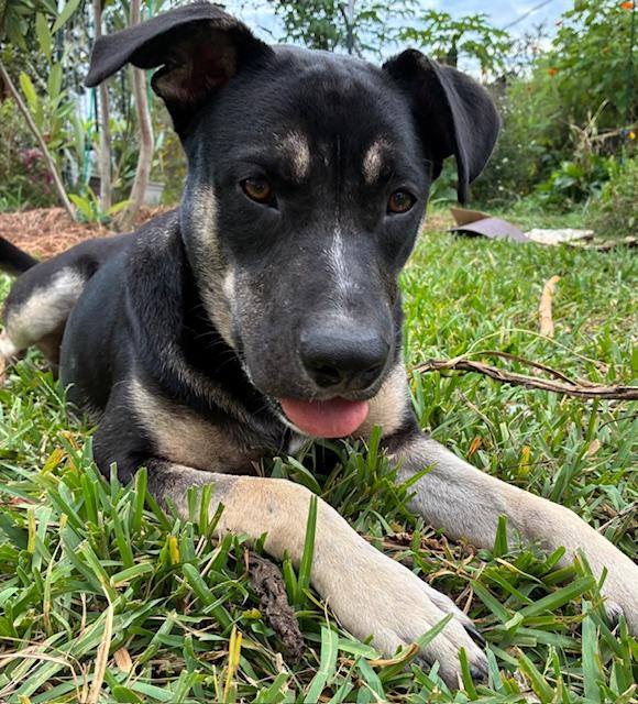 Enlarge Tobee, an adoptable mixed breed in New Orleans, LA image 2/6