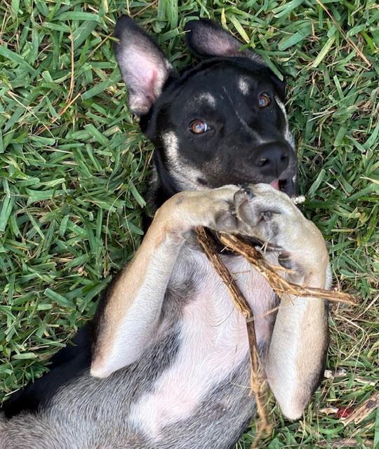 Enlarge Tobee, an adoptable mixed breed in New Orleans, LA image 3/6