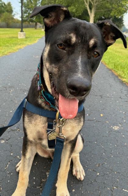 Enlarge Tobee, an adoptable mixed breed in New Orleans, LA image 4/6