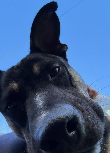 Enlarge Tobee, an adoptable mixed breed in New Orleans, LA image 5/6