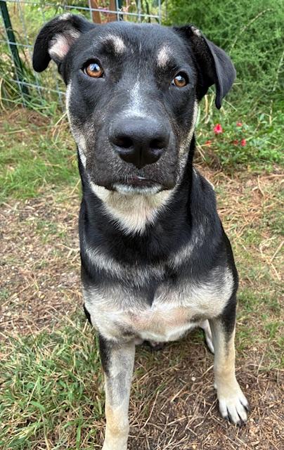 Enlarge Tobee, an adoptable mixed breed in New Orleans, LA image 6/6