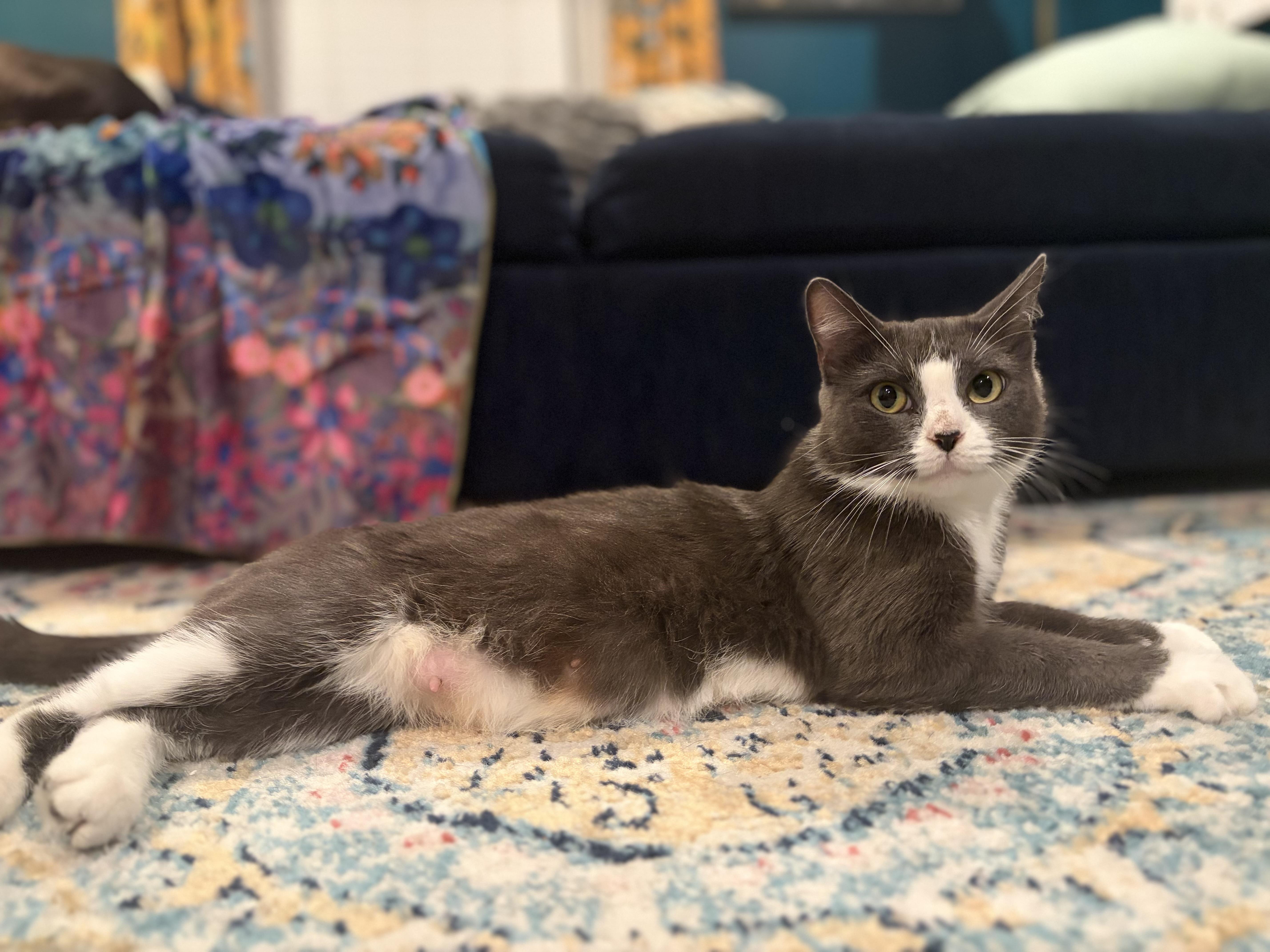 Enlarge Biscuit, a Adoptable Domestic Short Hair in Canton, MA image 2/2