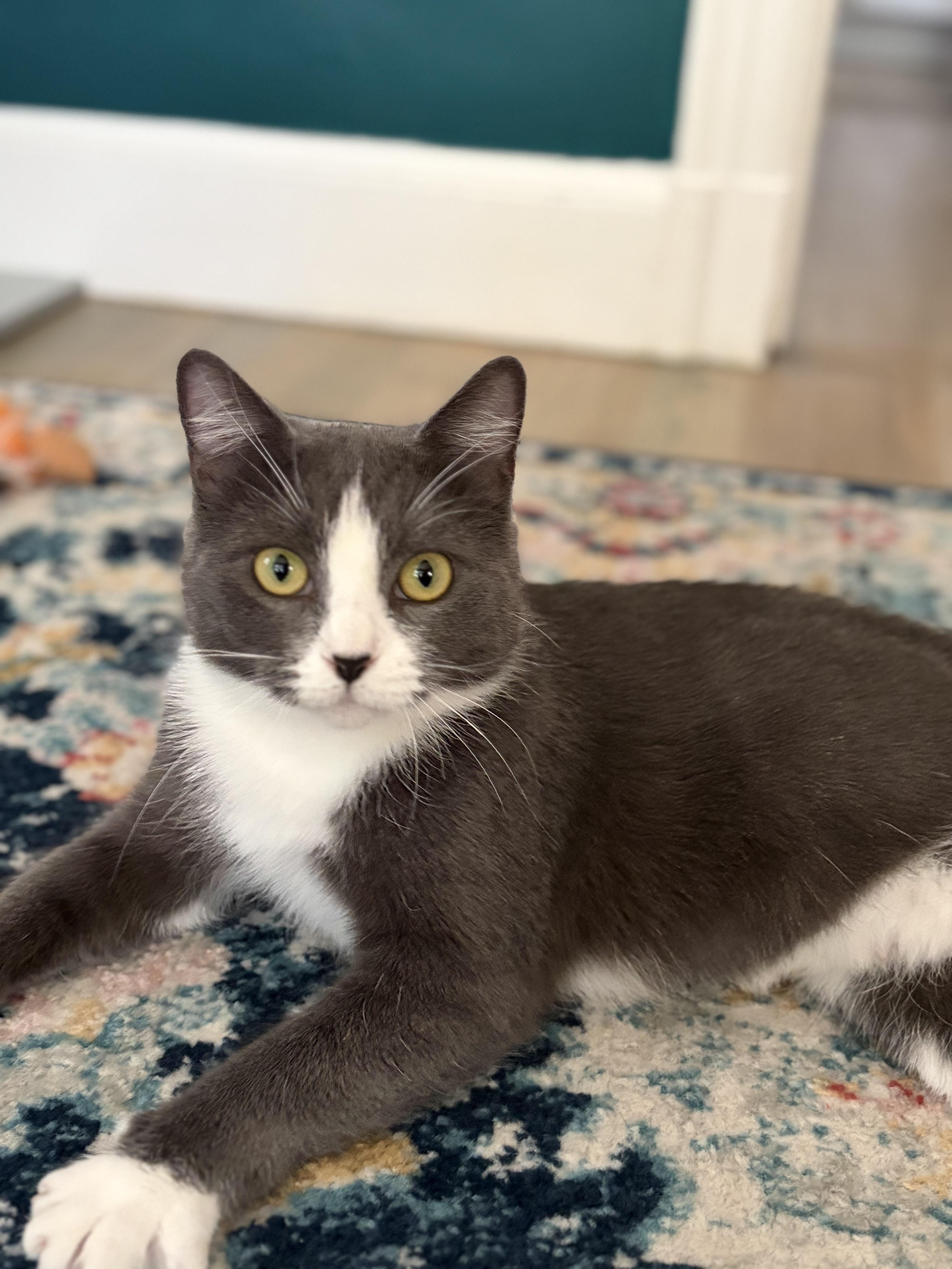 Enlarge Hermione, a Adoptable Domestic Short Hair in Canton, MA image 4/4