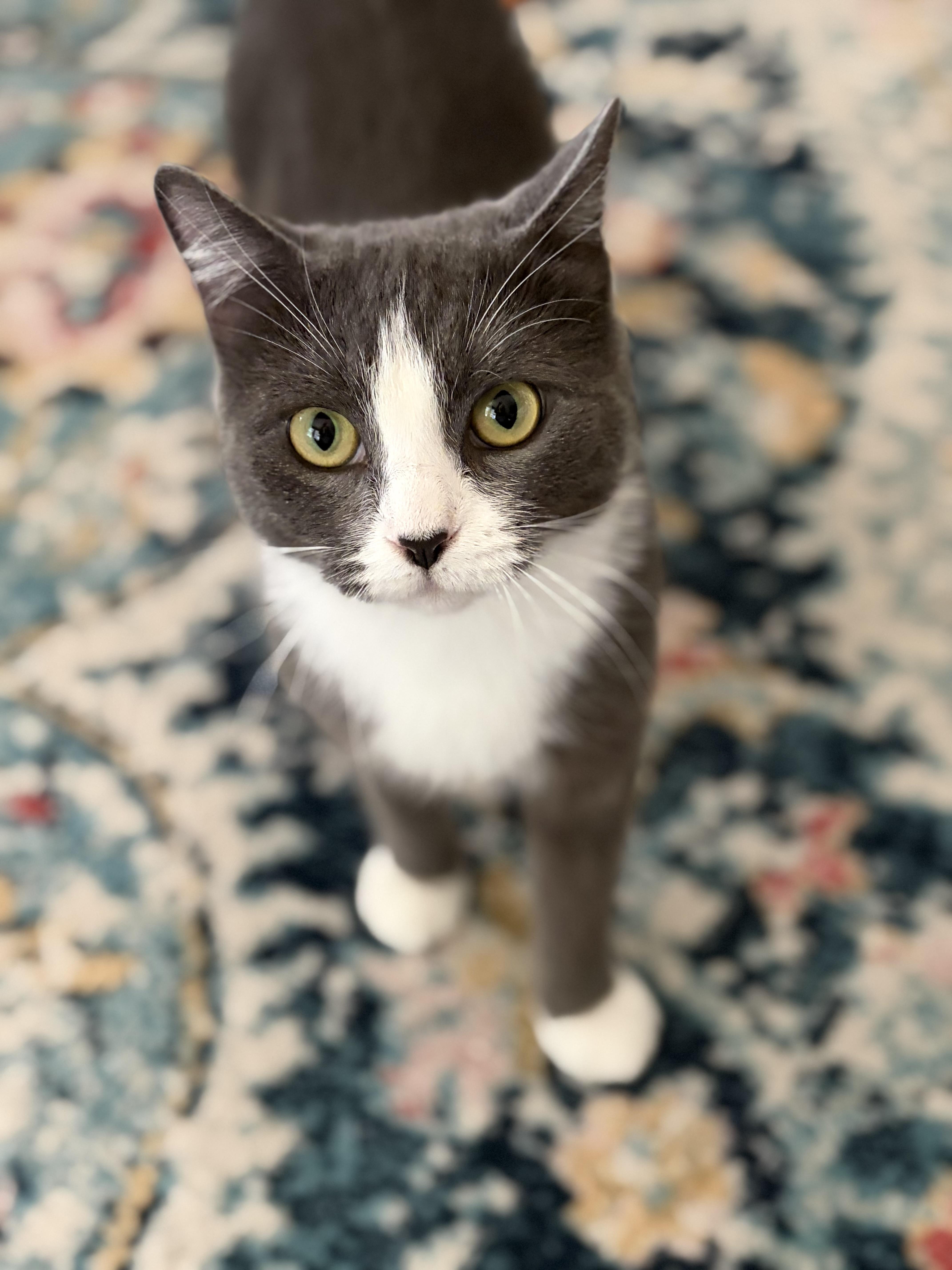 Enlarge Hermione, a Adoptable Domestic Short Hair in Canton, MA image 1/4