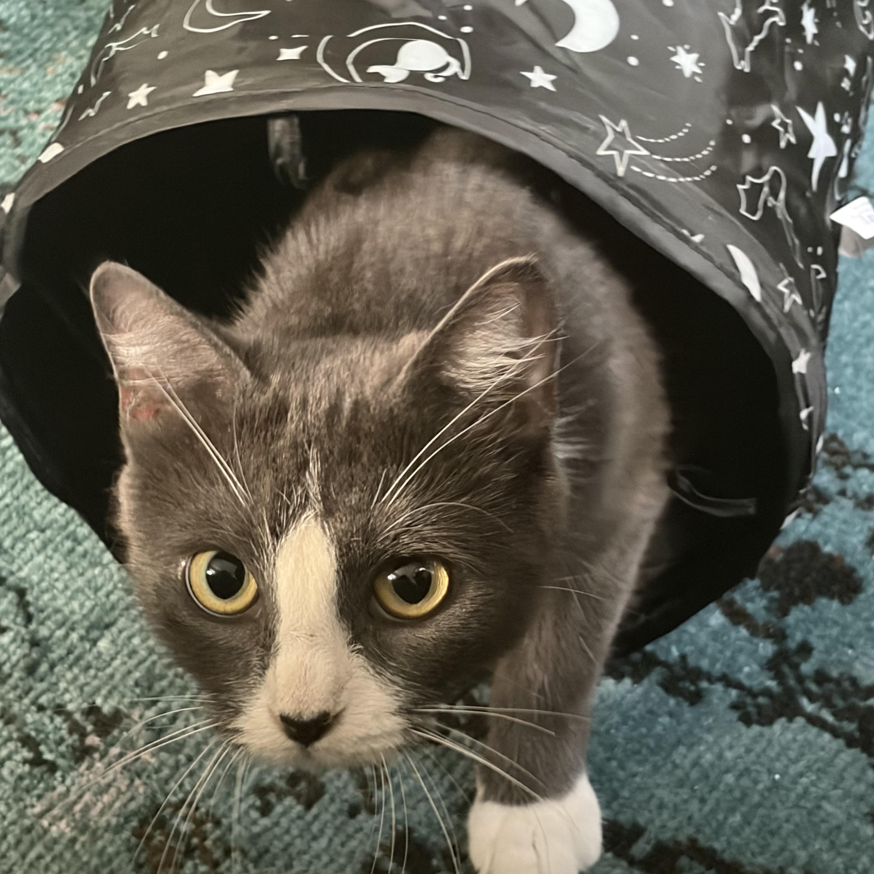 Biscuit, Adoptable, Young Female Domestic Short Hair.