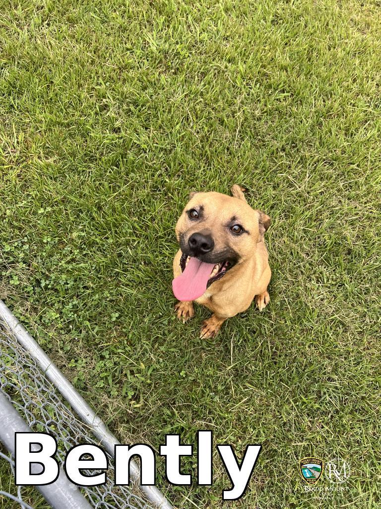 Enlarge Bently, a Adoptable Pit Bull Terrier in Rocky Mount, NC image 1/1