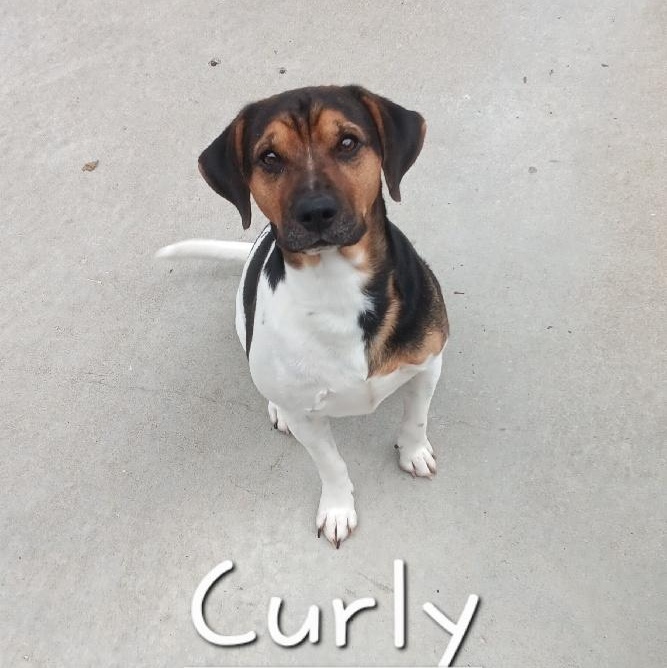 CURLY photo