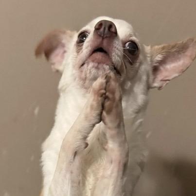 Brooks, Adoptable, Senior Male Chihuahua.
