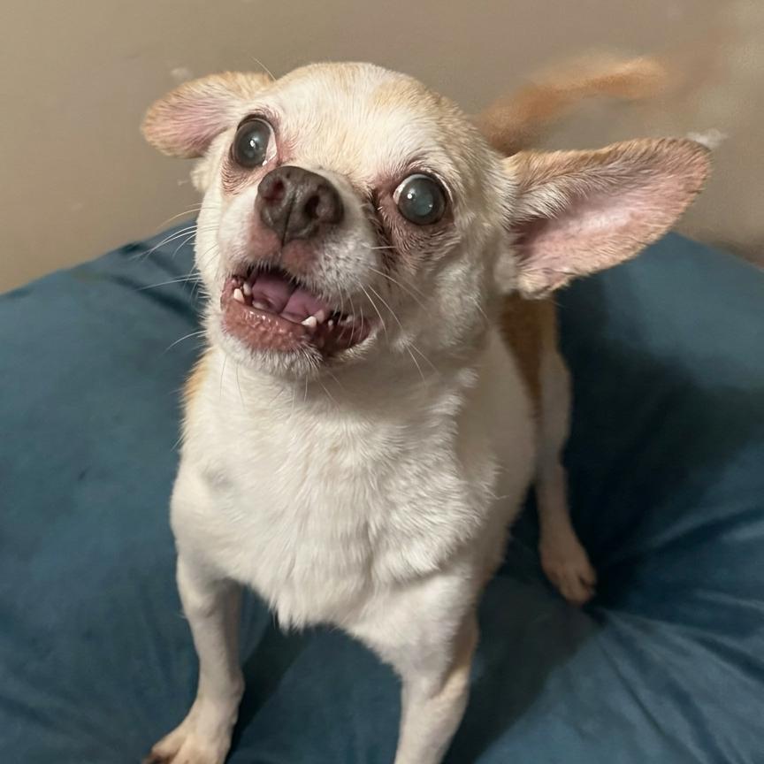 Enlarge Brooks, a Adoptable Chihuahua in Hudson, IL image 2/2
