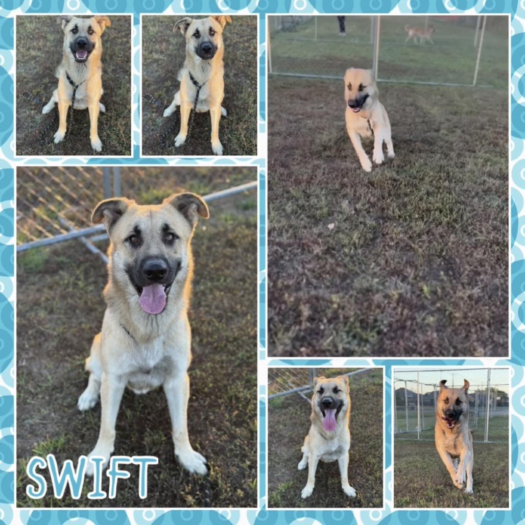 Swift, Adoptable, Adult Male Anatolian Shepherd & Mixed Breed.