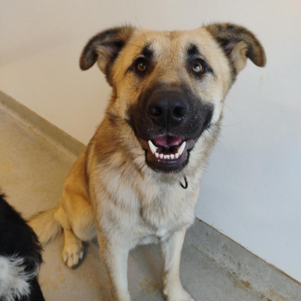 Enlarge Swift, a Adoptable mixed breed in Bentonville, AR image 2/2