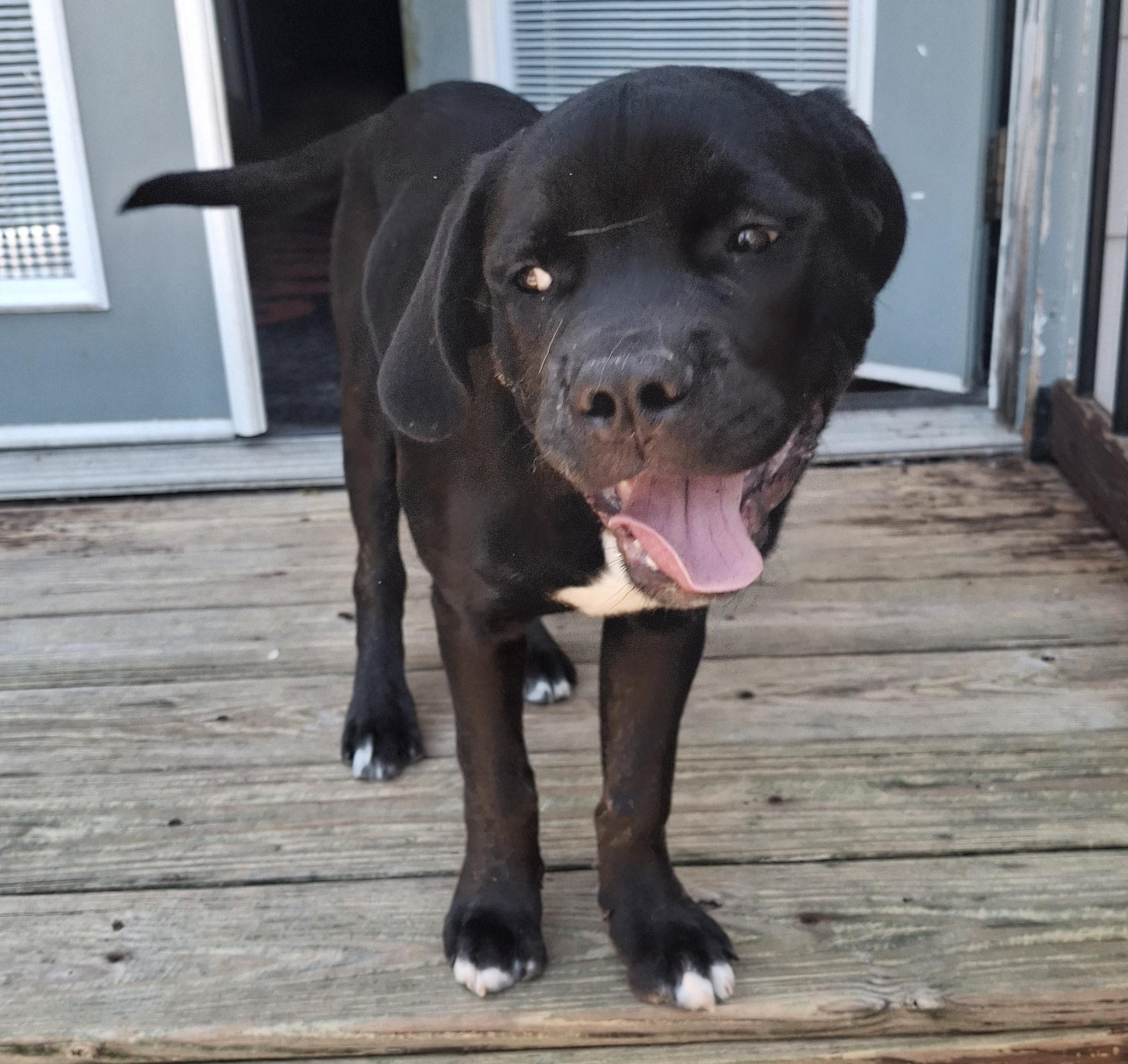 Enlarge Delaney, an adopted mixed breed in Rochester, NY image 3/3