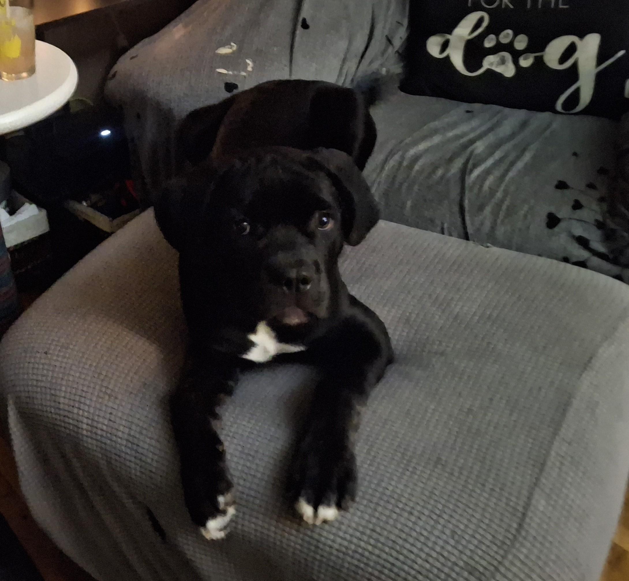Delaney, adopted, Puppy Female Cane Corso.