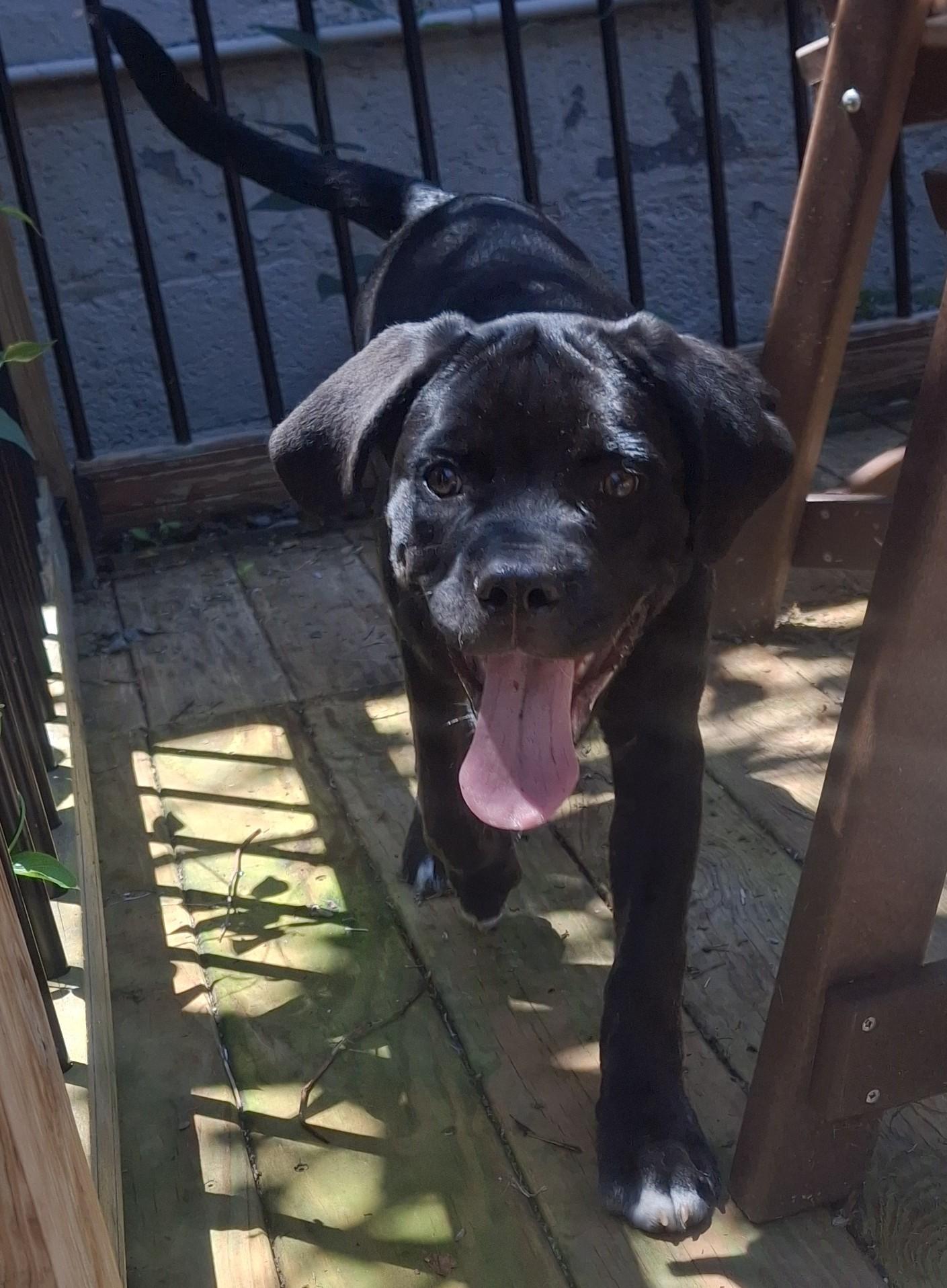 Enlarge Delaney, an adopted mixed breed in Rochester, NY image 2/3