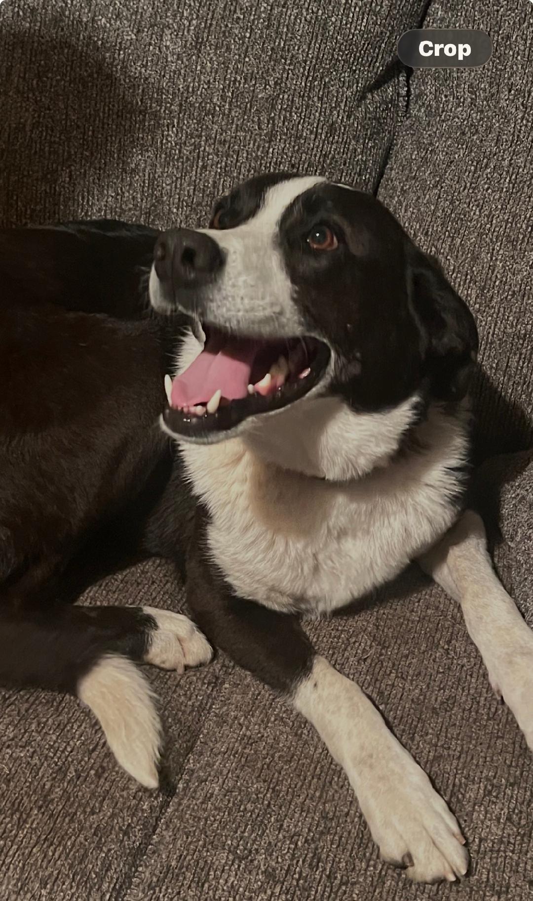 Larry, ADOPTABLE, Adult Male Australian Shepherd & Great Pyrenees.
