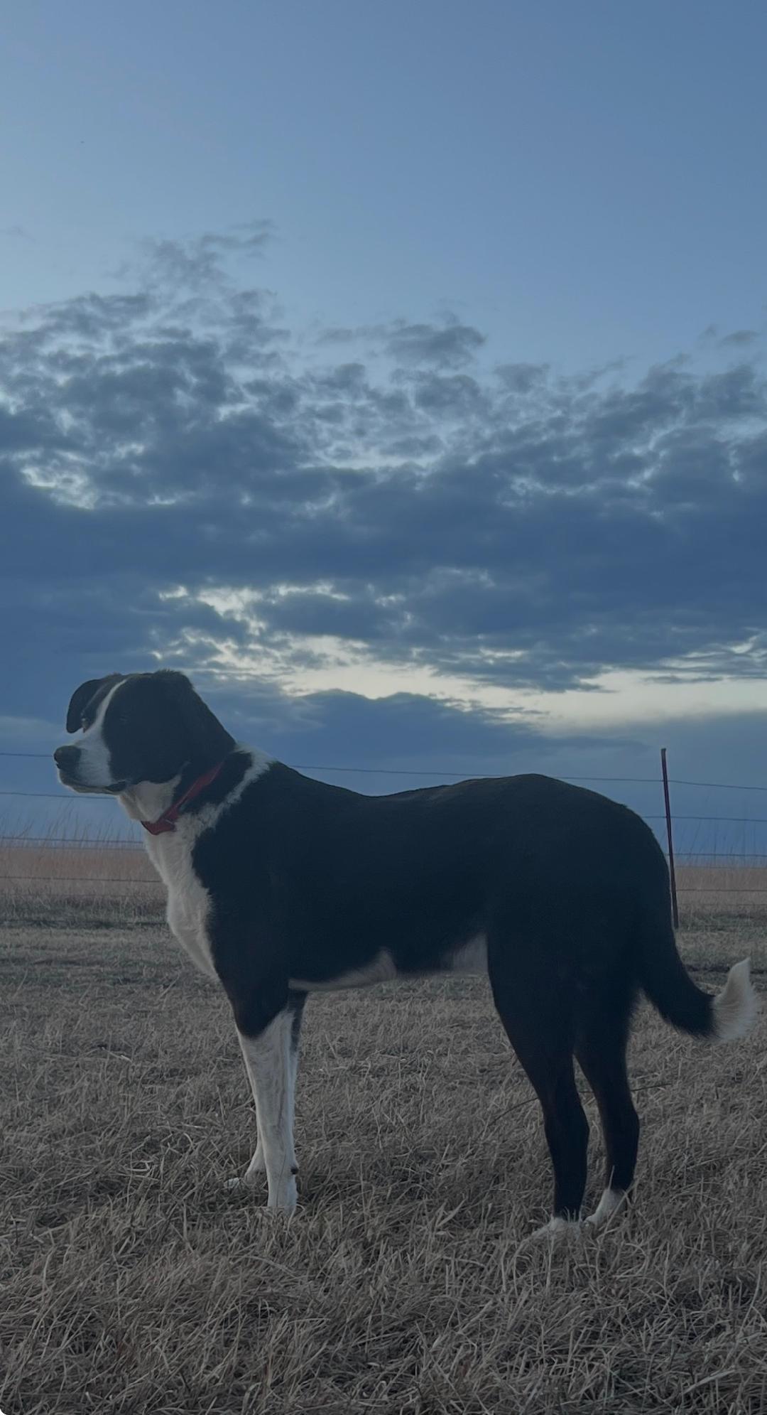 Enlarge Larry, a ADOPTABLE mixed breed in Auburn, KS image 2/2