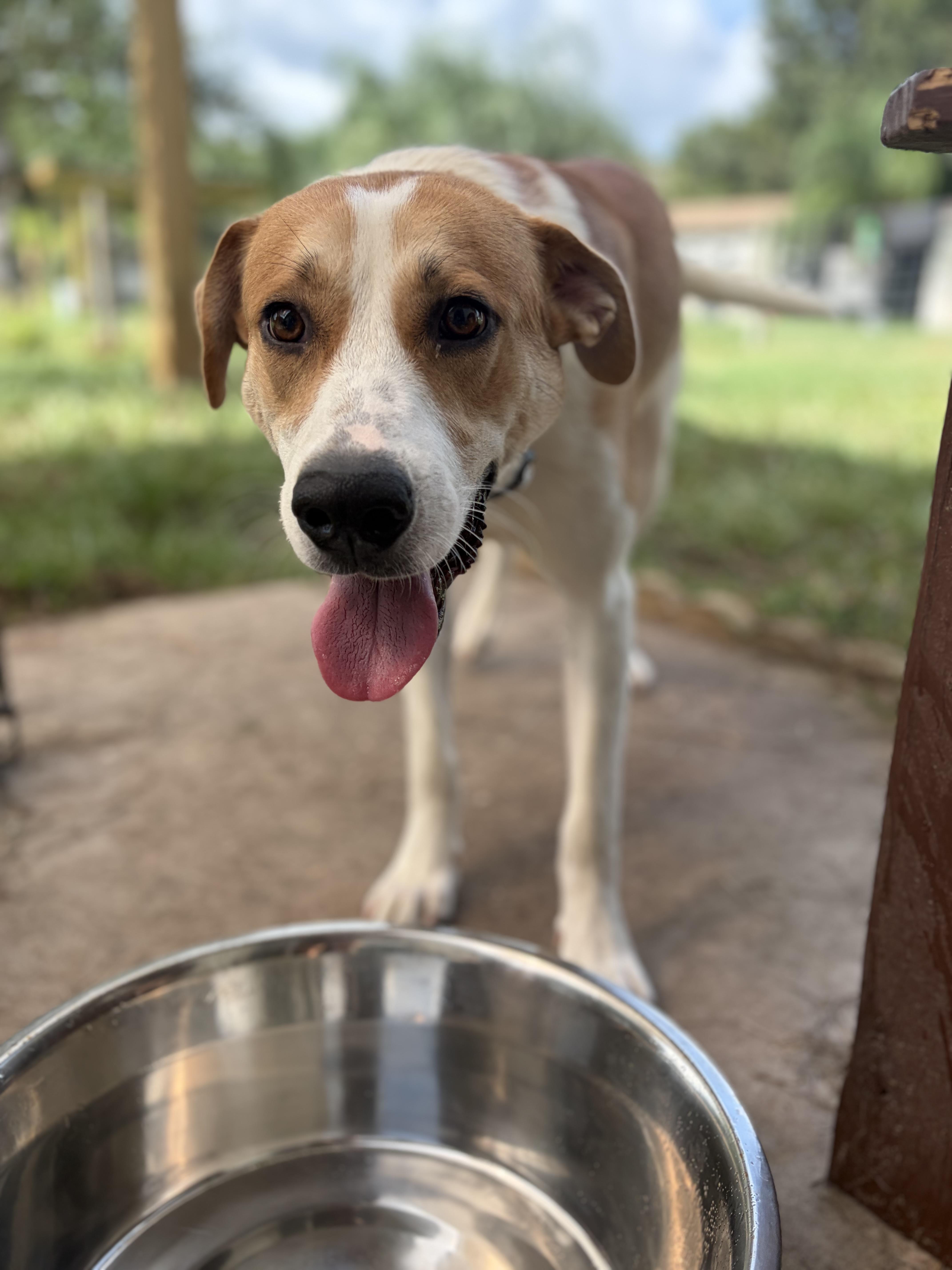 Enlarge Yeller, a ADOPTABLE mixed breed in Arcadia, FL image 2/3