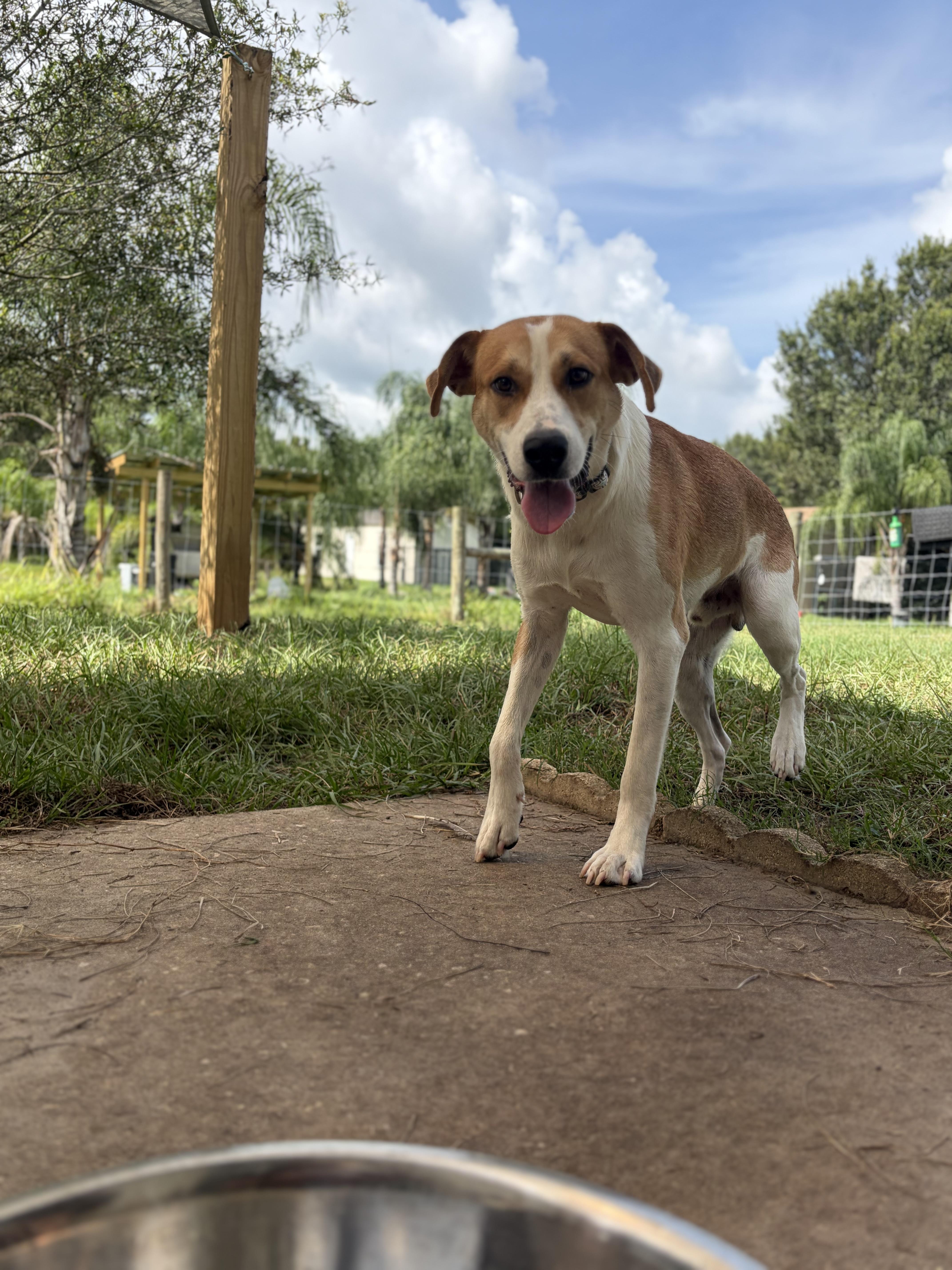 Enlarge Yeller, a ADOPTABLE mixed breed in Arcadia, FL image 3/3
