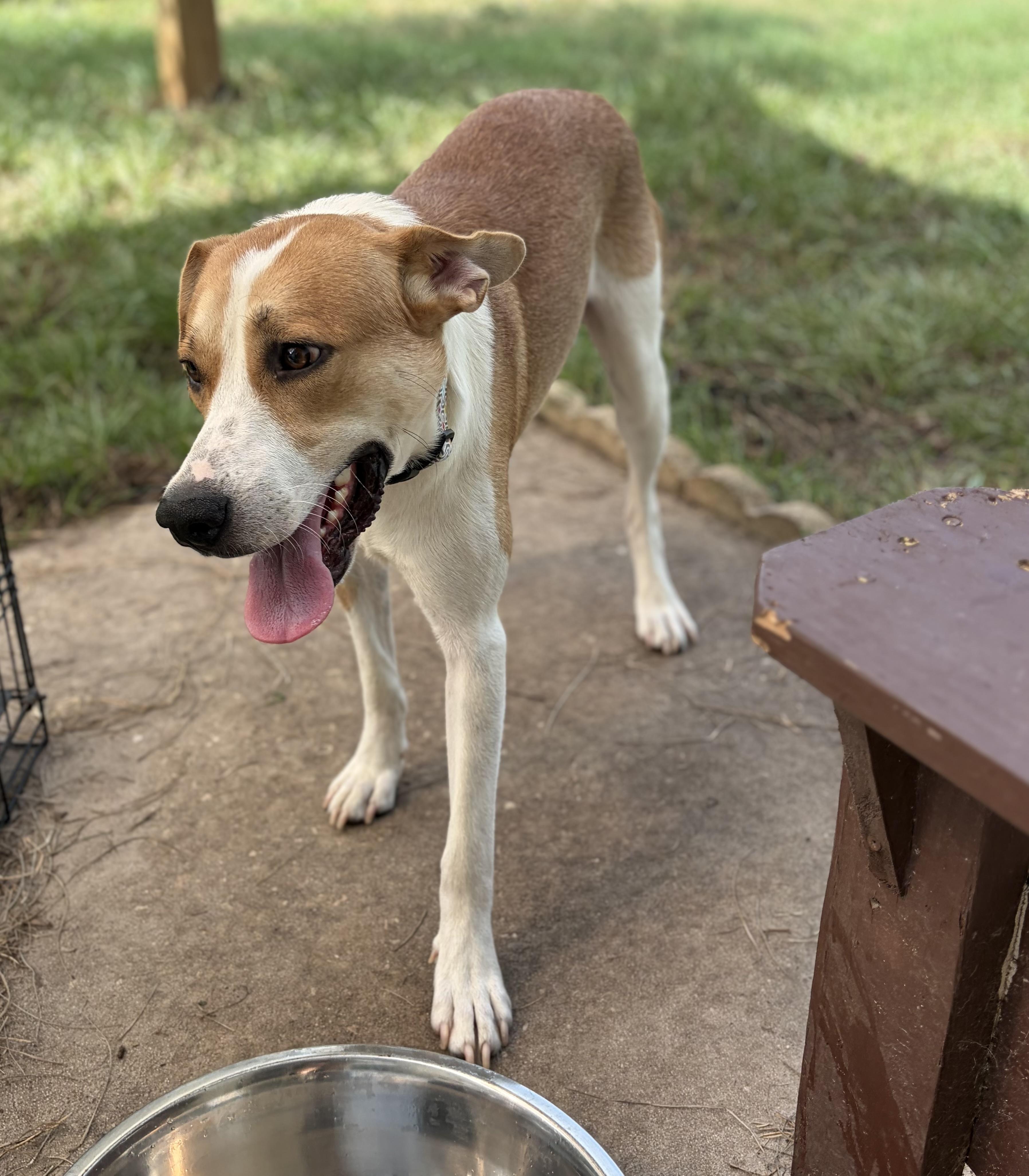 Yeller, ADOPTABLE, Adult Male American Foxhound.