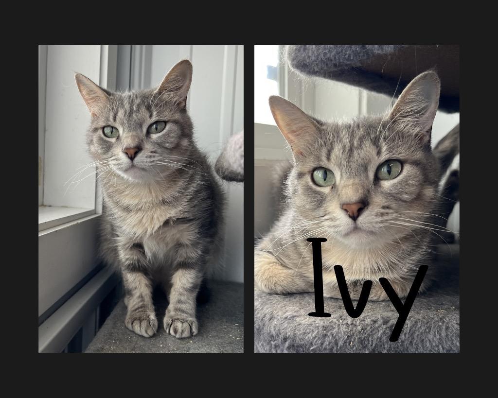 Ivy, Adoptable, Young Female Domestic Short Hair.