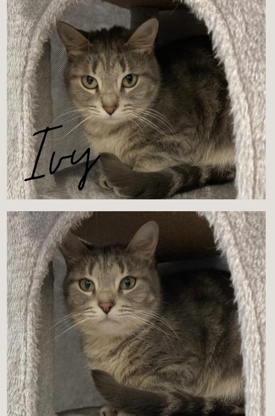 Ivy, a Adoptable mixed breed in Pierceton, IN image 2/3