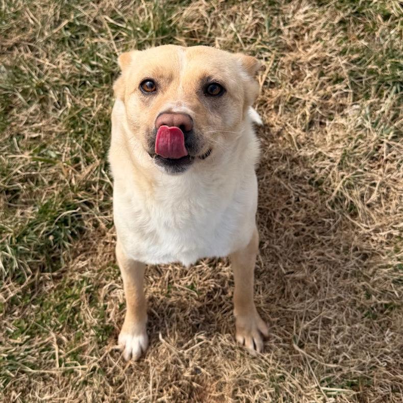 Link, a Adoptable mixed breed in Winchester, TN image 1/3