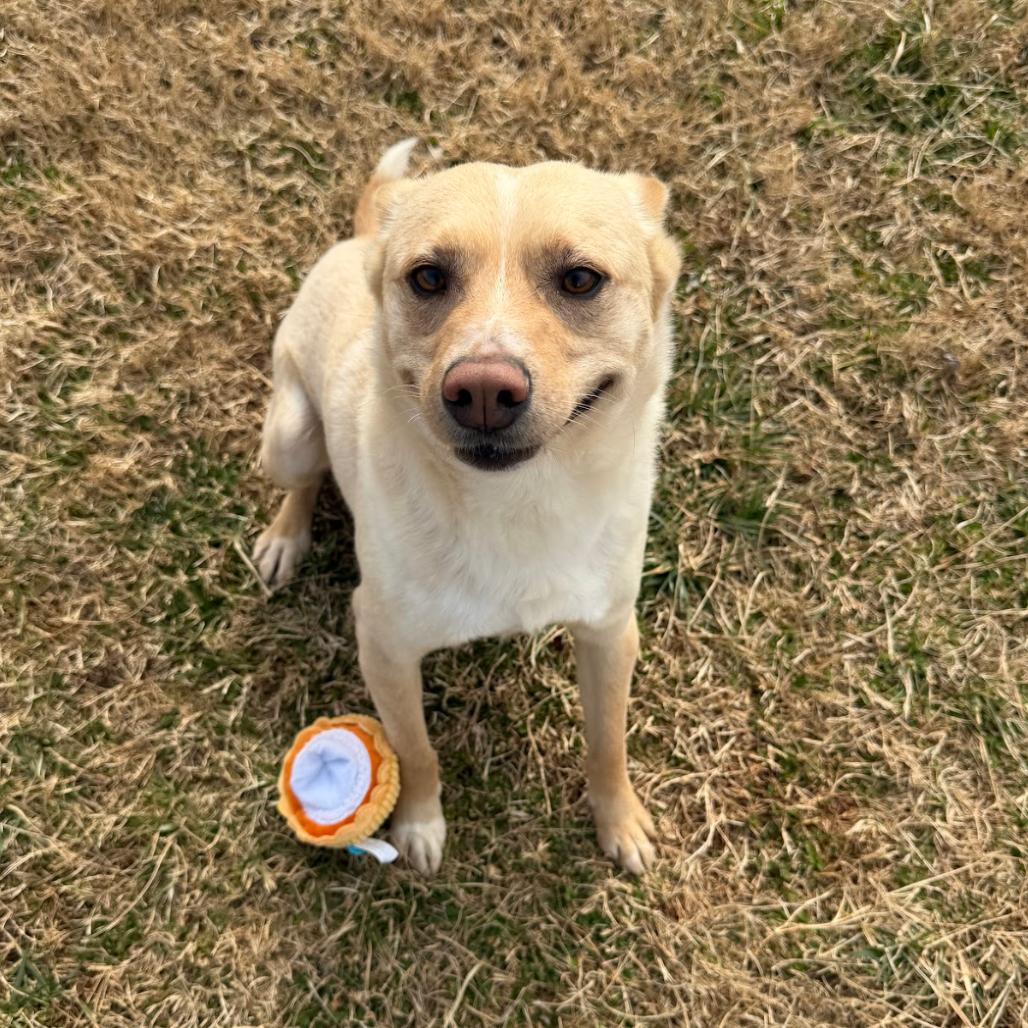 Link, a Adoptable mixed breed in Winchester, TN image 2/3