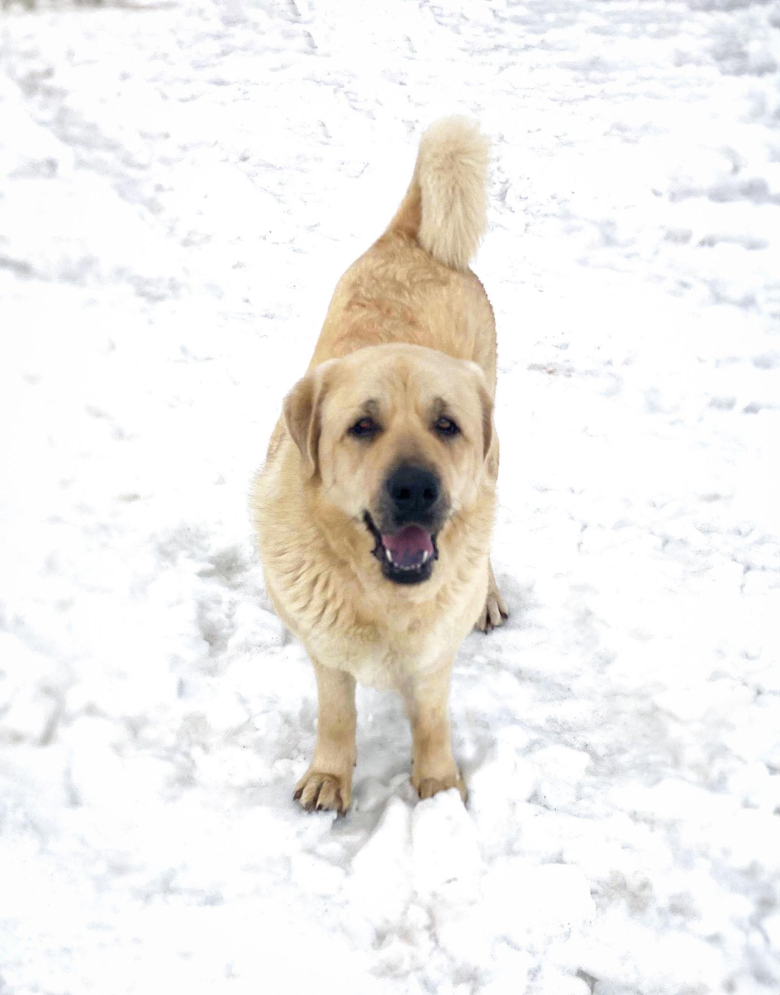 Macy, Adoptable, Young Female Yellow Labrador Retriever & Great Pyrenees.