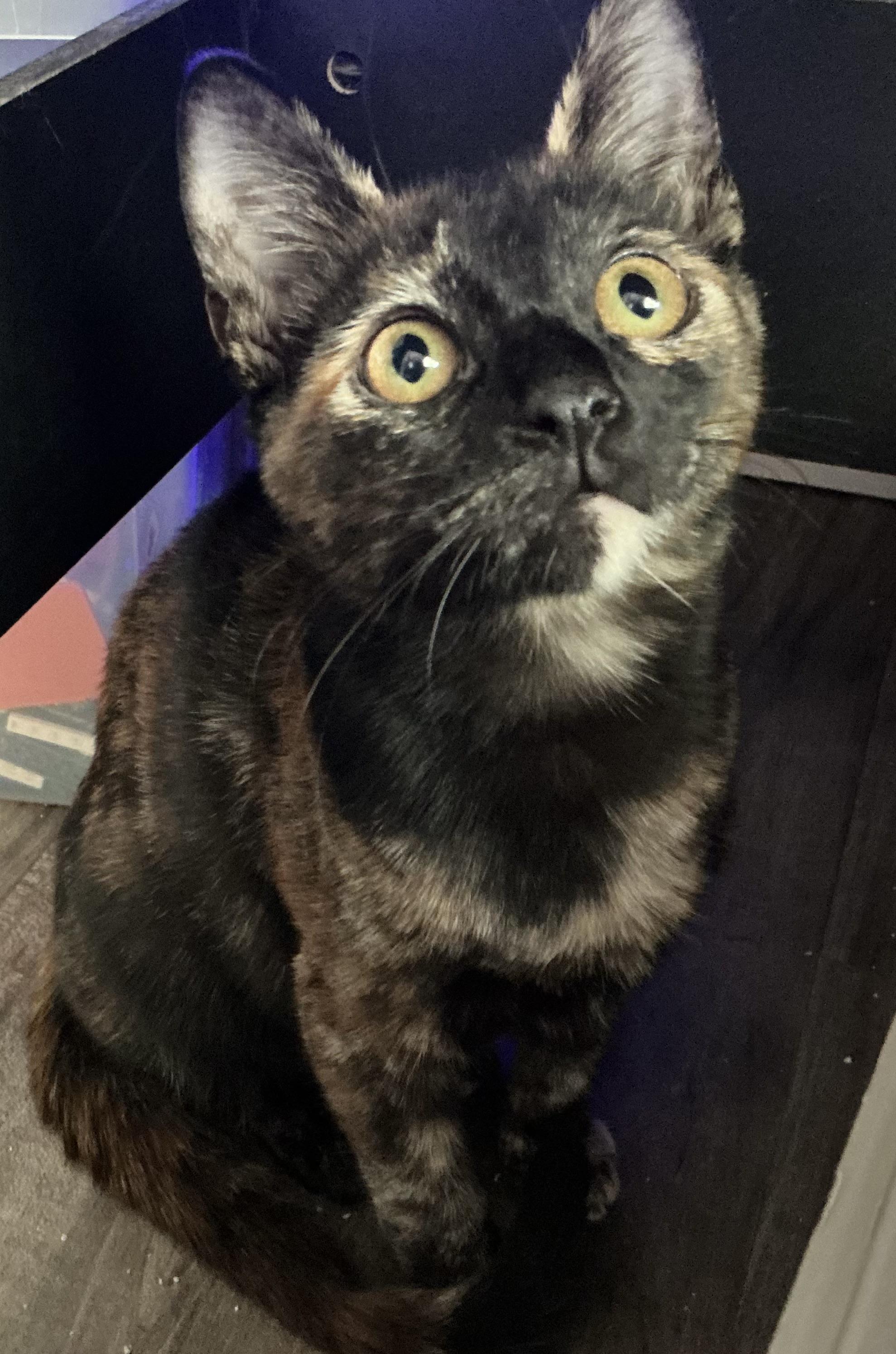 Enlarge Ella, a Adoptable Tortoiseshell in Samammish, WA image 2/3